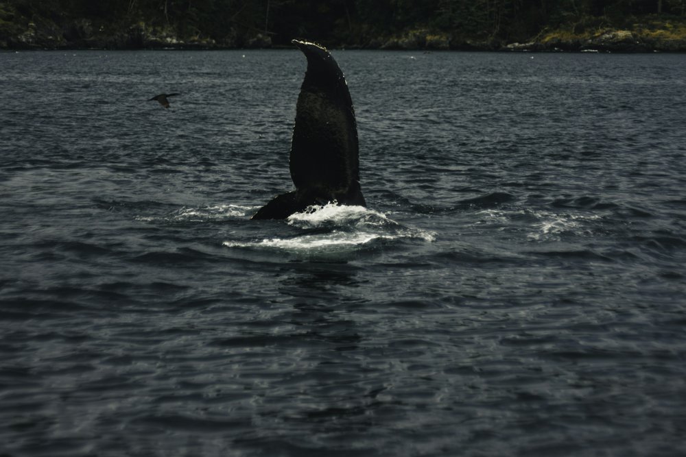 Whale Watching Tour from Victoria – Victoria, British Columbia